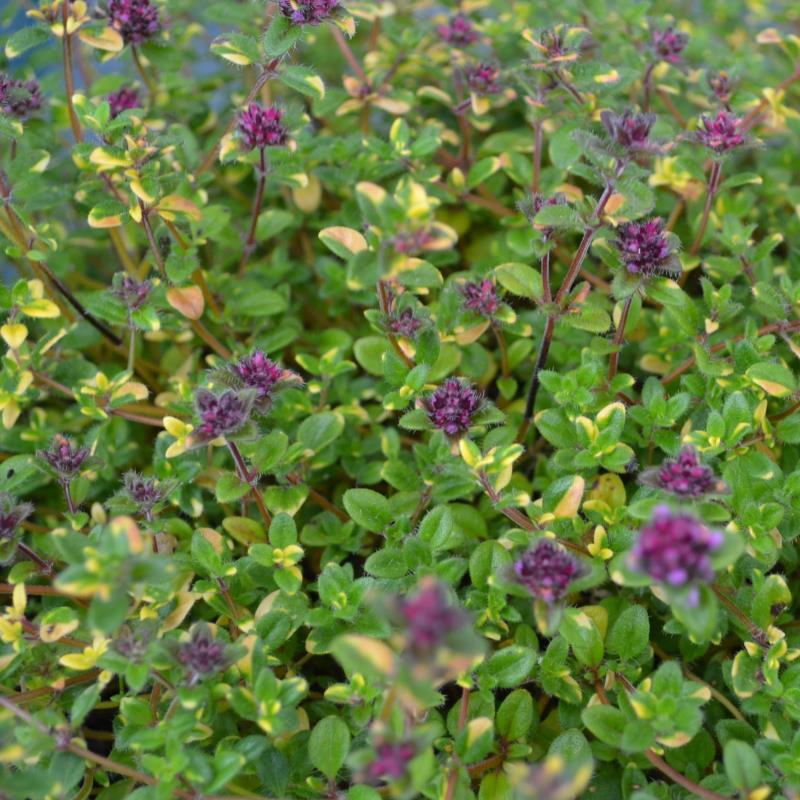Thymus serpyllum 'Rainbow Falls' Thyme Buy Herb Plants