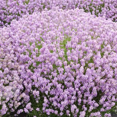 Lavandula angustifolia 'Hidcote Pink'. Lavender Buy Herb Plants