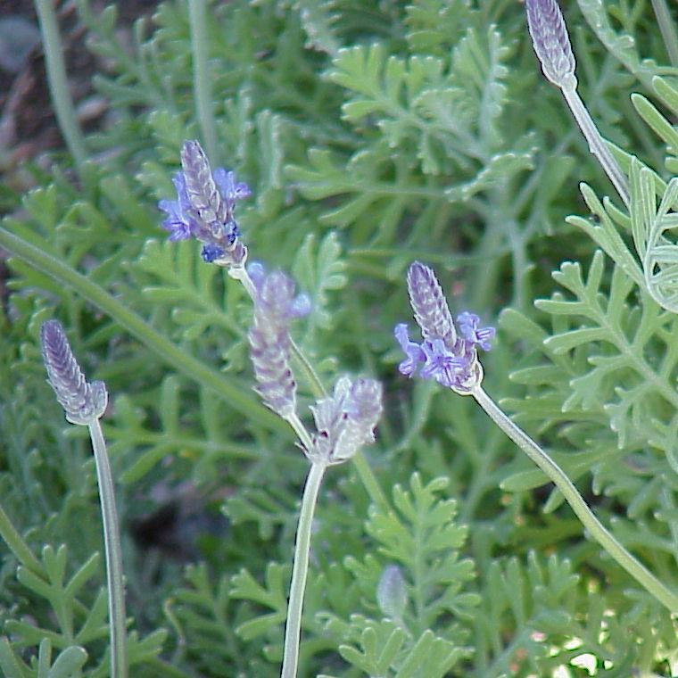 Lavandula Pinnata Lavender Pinnata Buy Herb Plants Lavandula Pinnata Lavender Pinnata Buy Herb Plants