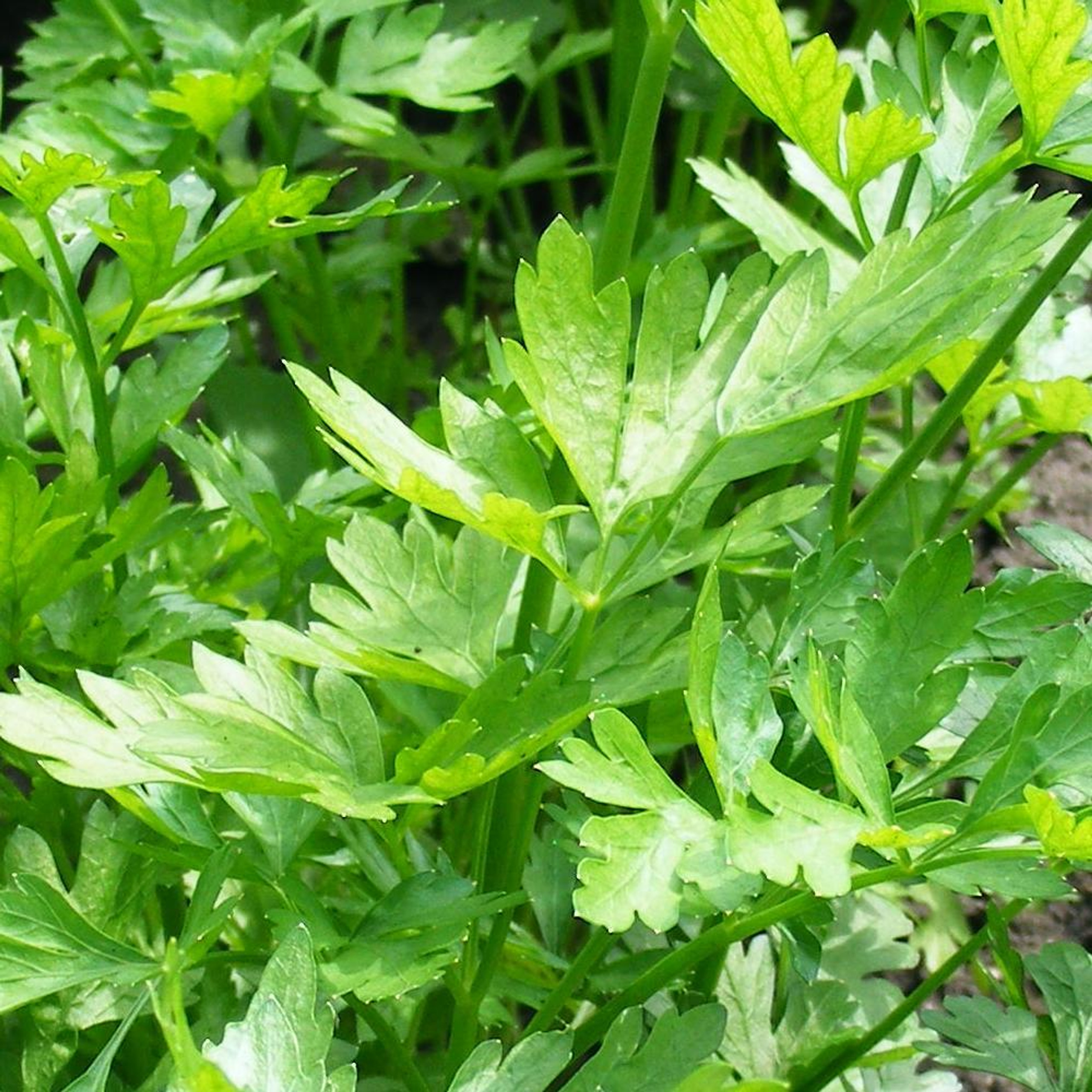 Apium graveolens Celery Leaf Buy Herb Seeds