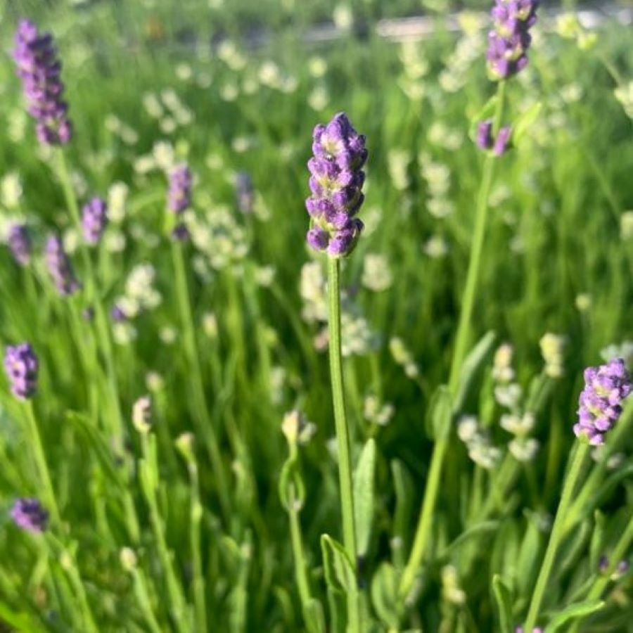 Lavandula angustifolia 'Thumbelina Leigh' Lavender 'Thumbelina Leigh