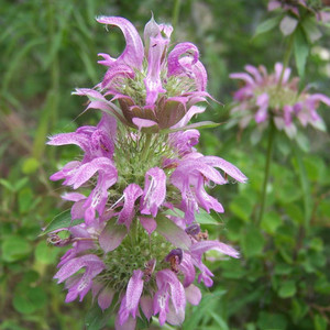 Buy Monarda citriodora 'Bergamot Lemon' | Herb Plant for Sale in 9cm Pot