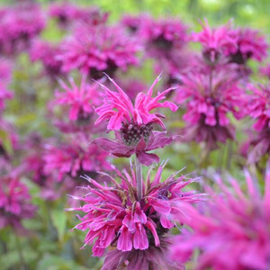 Buy Monarda fistulosa 'Loddon Crown' Bergamot Loddon Crown | Herb Plant for Sale in 1 Litre Pot Buy Monarda fistulosa 'Loddon Crown' Bergamot Loddon Crown | Herb Plant for Sale in 1 Litre Pot