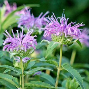 Buy Monarda fistulosa 'Bergamot Wild' | Buy Herb Plant Online in 1 Litre Pot Buy Monarda fistulosa 'Bergamot Wild' | Buy Herb Plant Online in 1 Litre Pot