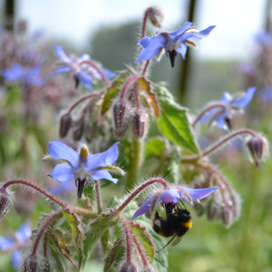 Buy Borago officinalis 'Borage Blue' | Buy Herb Seeds Online Buy Borago officinalis 'Borage Blue' | Buy Herb Seeds Online
