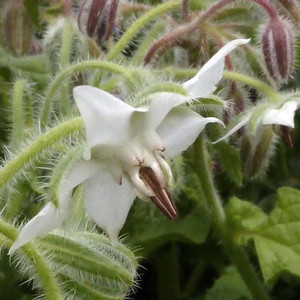Buy Borago officinalis var. alba 'Borage White' | Herb Seeds for Sale Buy Borago officinalis var. alba 'Borage White' | Herb Seeds for Sale