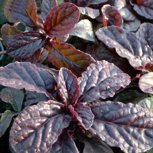 Buy Ajuga reptans,Bronze Bugle | Potted Herb Plant | Hooksgreen Herbs Buy Ajuga reptans,Bronze Bugle | Potted Herb Plant | Hooksgreen Herbs