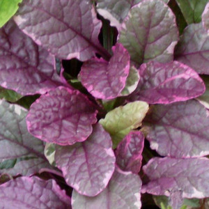 Buy Ajuga reptans 'Burgundy Glow', Bronze Bugle, Burgundy Glow | Buy Herb Plant Online in 9cm Pot Buy Ajuga reptans 'Burgundy Glow', Bronze Bugle, Burgundy Glow | Buy Herb Plant Online in 9cm Pot