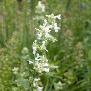 Buy Nepeta x faassenii 'Alba' White Catmint | Herb Plant for Sale in 9cm Pot Buy Nepeta x faassenii 'Alba' White Catmint | Herb Plant for Sale in 9cm Pot