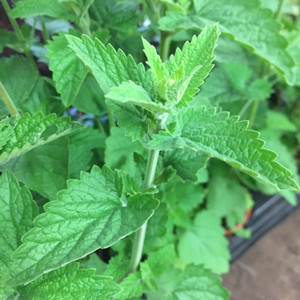 Nepeta cataria 'Citriodora' (Catnep Lemon) |  Buy Herb Plant Online in 1 Litre Pot