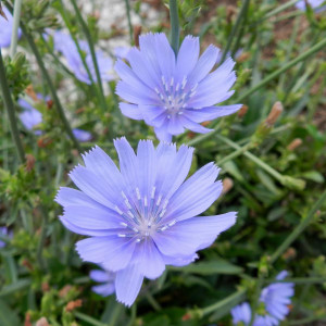 Buy Cichorium intybus 'Chicory Blue' | Herbs Seeds from Hooksgreen Herbs Buy Cichorium intybus 'Chicory Blue' | Herbs Seeds from Hooksgreen Herbs