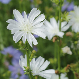 Buy Cichorium intybus 'alba' Chicory White | Herb Plant for Sale in 1 Litre Pot Buy Cichorium intybus 'alba' Chicory White | Herb Plant for Sale in 1 Litre Pot