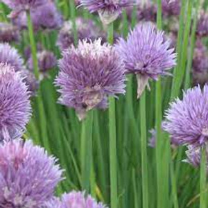 Chive Plants for sale | Herbs Plants for sale Chive Plants for sale | Herbs Plants for sale