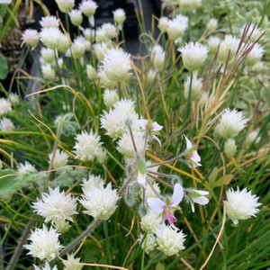 Allium schoenoprasum 'Silver Chimes' (Chives 'Silver Chimes' ) | Herb Plant for sale online Allium schoenoprasum 'Silver Chimes' (Chives 'Silver Chimes' ) | Herb Plant for sale online