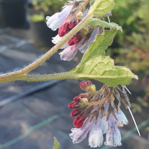 Symphytum 'Hidcote Blue'(Comfrey 'Hidcote Blue')|Buy Herb Plant Symphytum 'Hidcote Blue'(Comfrey 'Hidcote Blue')|Buy Herb Plant