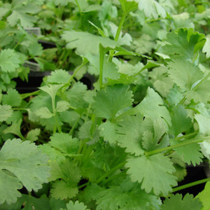 Buy Coriandrum sativum 'Cilantro' Coriander | Buy Herb Seeds Online Buy Coriandrum sativum 'Cilantro' Coriander | Buy Herb Seeds Online
