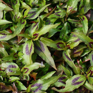 Buy Persicaria odorata 'Vietnamese Coriander' | Buy Herb Plant Online in 9cm Pot