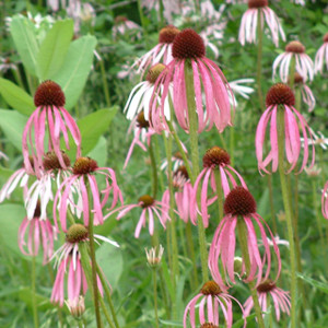 Buy Echinacea pallida | Buy Herb Plant Online in 1 Litre Pot Buy Echinacea pallida | Buy Herb Plant Online in 1 Litre Pot