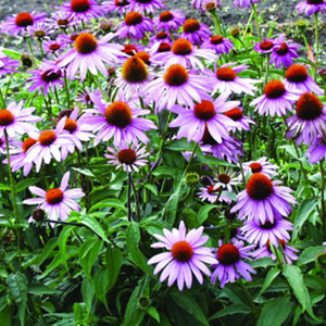 Buy Echinacea purpurea 'Magnus Superior' | Herb Plant for Sale in 1 Litre Pot