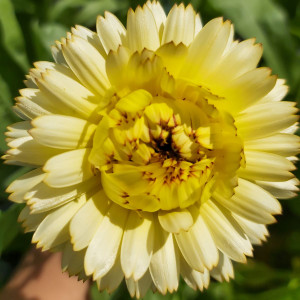Buy Inula helenium Elecampane | Herb Plant for Sale in 1 Litre Pot Buy Inula helenium Elecampane | Herb Plant for Sale in 1 Litre Pot