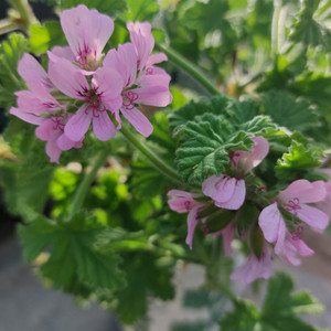Pelargonium 'Attar of Roses'( Geranium 'Attar of Roses') | Herb Plant for sale online Pelargonium 'Attar of Roses'( Geranium 'Attar of Roses') | Herb Plant for sale online