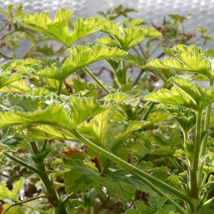 Buy Pelargonium 'Lady Plymouth' Geranium Lady Plymouth | Herb Plant for Sale in 1 Litre Pot Buy Pelargonium 'Lady Plymouth' Geranium Lady Plymouth | Herb Plant for Sale in 1 Litre Pot