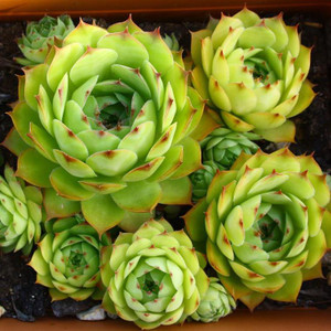 Buy Sempervivum tectorum Houseleek | Buy Herb Plant Online in 9cm Pot