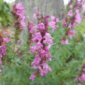 Buy Hyssopus Officinalis 'Roseus Hyssop Pink | Potted Herb Plant | Hooksgreen Herbs Buy Hyssopus Officinalis 'Roseus Hyssop Pink | Potted Herb Plant | Hooksgreen Herbs