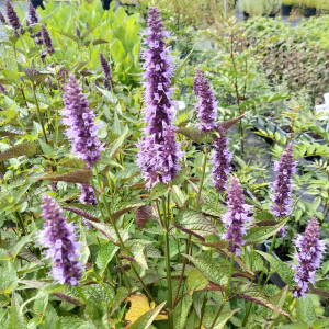 Buy Agastache rugosa Korean Mint Purple | Potted Herb Plant | Hooksgreen Herbs Buy Agastache rugosa Korean Mint Purple | Potted Herb Plant | Hooksgreen Herbs