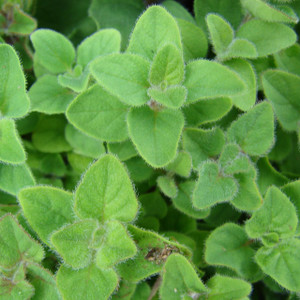Buy Origanum majorana syn. Marjorana horte Marjoram Sweet | Buy Herb Plant Online in 9cm Pot Buy Origanum majorana syn. Marjorana horte Marjoram Sweet | Buy Herb Plant Online in 9cm Pot