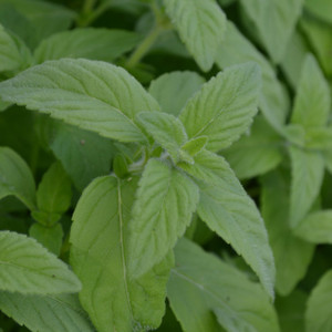 Buy Mentha arvensis 'Banana', Banana Mint | Herb Plant for Sale in 9cm Pot Buy Mentha arvensis 'Banana', Banana Mint | Herb Plant for Sale in 9cm Pot