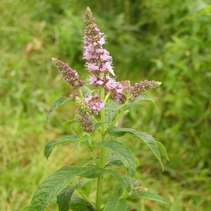 Buy Mentha longifolia, Silver Mint | Herb Plant for Sale in 9cm Pot Buy Mentha longifolia, Silver Mint | Herb Plant for Sale in 9cm Pot