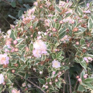 Myrtus communis 'Varigata' (Variegated Myrtle )Herb Plant | Buy herb plant online in 1 Litre Pot Myrtus communis 'Varigata' (Variegated Myrtle )Herb Plant | Buy herb plant online in 1 Litre Pot