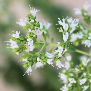 Buy Oreganum Vulgare 'White Charm' Oregano 'White Charm' | Buy Herb Plant Online in 9cm Pot