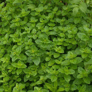 Buy Origanum onites 'Oregano Greek' | Herb Plant for Sale in 9cm Pot Buy Origanum onites 'Oregano Greek' | Herb Plant for Sale in 9cm Pot