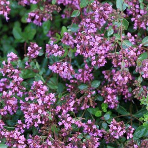 Buy Origanum laevigatum 'Hopleys' Oregano Hopley's Variety | Herb Plant for Sale in 1 Litre Pot Buy Origanum laevigatum 'Hopleys' Oregano Hopley's Variety | Herb Plant for Sale in 1 Litre Pot