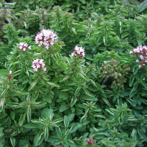 Buy Origanum vulgare 'Compactum' Oregano Compact | Herb Plant for Sale in 9cm Pot Buy Origanum vulgare 'Compactum' Oregano Compact | Herb Plant for Sale in 9cm Pot