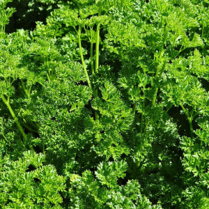 Buy Triple Curled Parsley (Petroselinum crispum) | Buy Potted Herb Plants Online Buy Triple Curled Parsley (Petroselinum crispum) | Buy Potted Herb Plants Online