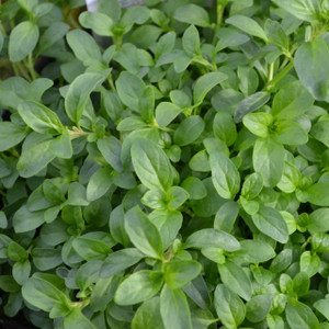 Buy Mentha pulegium 'Upright', Pennyroyal Upright | Herb Plant for Sale in 9cm Pot Buy Mentha pulegium 'Upright', Pennyroyal Upright | Herb Plant for Sale in 9cm Pot
