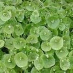 Buy Claytonia perfoliata 'Purslane' | Herb Seeds for Sale Buy Claytonia perfoliata 'Purslane' | Herb Seeds for Sale