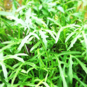 Buy Rocket Wild (Diplotaxis tenuifolia) | Herb Plants for Sale Buy Rocket Wild (Diplotaxis tenuifolia) | Herb Plants for Sale