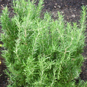 Salvia rosmarinus 'Green Ginger' (Rosemary 'Green Ginger') Herb Plant -  Hooks Green Herbs