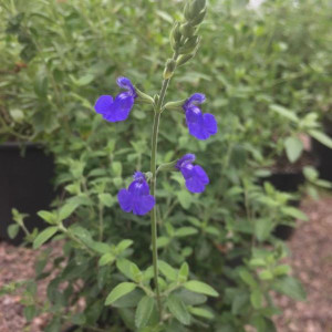 Salvia chamaedryoides (Sage Germander) Herb Plant| Buy Herb Plant Online Salvia chamaedryoides (Sage Germander) Herb Plant| Buy Herb Plant Online