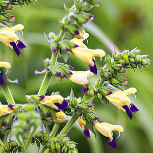 Buy Salvia Bulleyana 'Sage Bulley' | Herb Plant for Sale in 1 Litre Pot Buy Salvia Bulleyana 'Sage Bulley' | Herb Plant for Sale in 1 Litre Pot