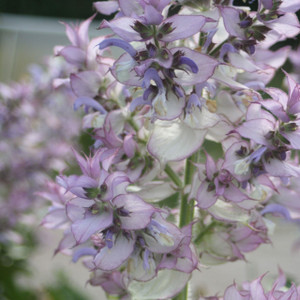 Buy Salvia sclarea 'Sage Clary' | Buy Herb Plant Online in 1 Litre Pot Buy Salvia sclarea 'Sage Clary' | Buy Herb Plant Online in 1 Litre Pot