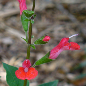 Buy Salvia blepharophylla 'Sage Eyelash' | Buy Herb Plant Online in 1 Litre Pot Buy Salvia blepharophylla 'Sage Eyelash' | Buy Herb Plant Online in 1 Litre Pot