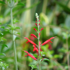 Buy Salvia elegans 'Tangerine' Sage Tangerine | Herb Plant for Sale in 1 Litre Pot Buy Salvia elegans 'Tangerine' Sage Tangerine | Herb Plant for Sale in 1 Litre Pot