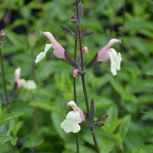 Buy Salvia microphylla 'Trellisick' Sage Trellisick | Herb Plant for Sale in 1 Litre Pot Buy Salvia microphylla 'Trellisick' Sage Trellisick | Herb Plant for Sale in 1 Litre Pot
