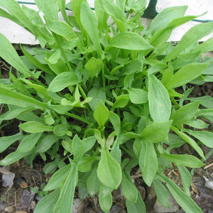 Buy Rumex acetosa 'Broadleaved Sorrel' | Herb Plant for Sale in 9cm Pot Buy Rumex acetosa 'Broadleaved Sorrel' | Herb Plant for Sale in 9cm Pot