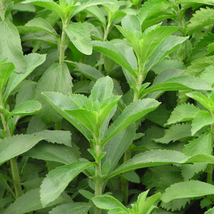 Buy Stevia rebaudiana 'Stevia' | Buy Herb Plant Online in 9cm Pot